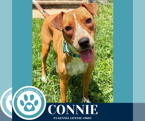 Mutt Dogs for adoption in Kimberton, PA, USA