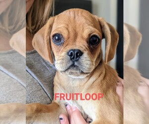 Pugalier Puppy for sale in WHITEWATER, KS, USA