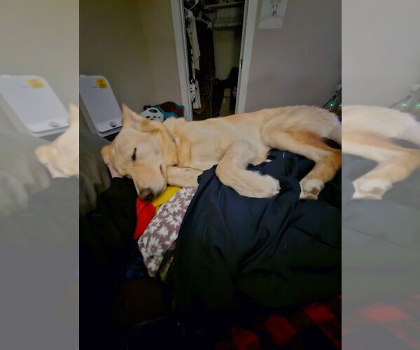 Medium Photo #8 Golden Retriever-Huskies  Mix Puppy For Sale in Salt Lake City, UT, USA