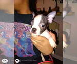 Small #2 Boston Terrier