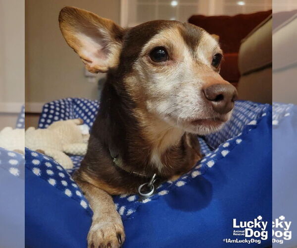 Medium Photo #5 Chiweenie Puppy For Sale in Washington, DC, USA