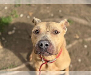 Mutt Dogs for adoption in Tulsa, OK, USA