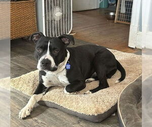 American Pit Bull Terrier-Unknown Mix Dogs for adoption in Spotsylvania, VA, USA