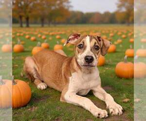 Fritz 26/739 - Male Mutt Dog for Adoption - Photo #7