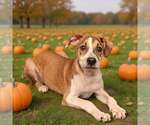 Small Photo #7 Mutt Puppy For Sale in Talladega, AL, USA