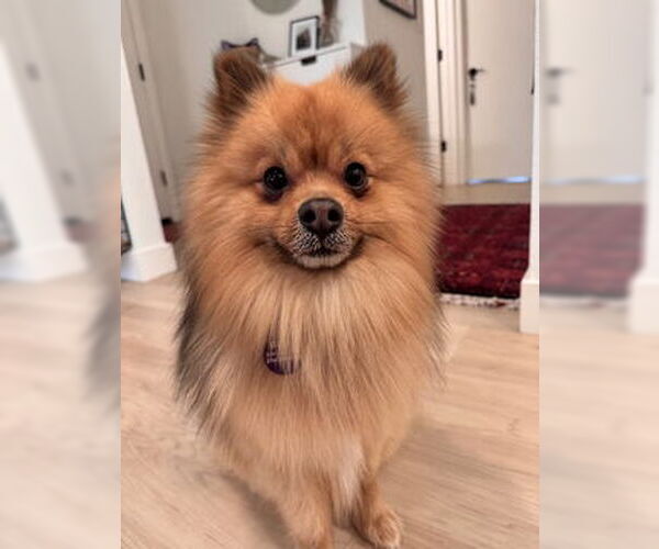 Medium Photo #1 Pomeranian Puppy For Sale in Fremont, CA, USA