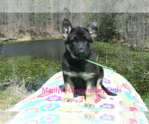German Shepherd Dog Puppy for sale in PIEDMONT, MO, USA