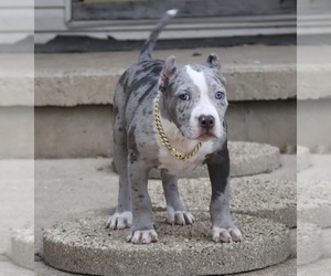 American Bully Puppy for Sale in CHAMPAIGN, Illinois USA
