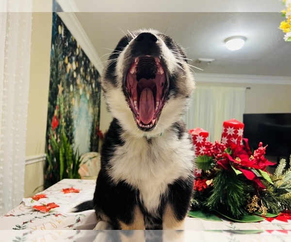 Medium Photo #26 Siberian Husky Puppy For Sale in SUGAR LAND, TX, USA