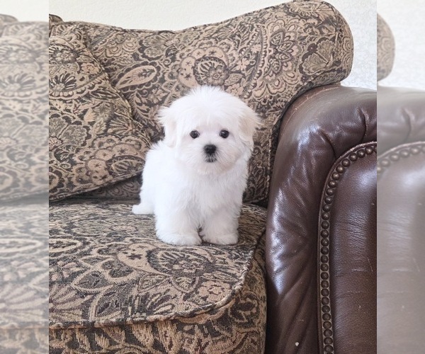 Medium Photo #2 Maltese Puppy For Sale in SANTA CLARITA, CA, USA