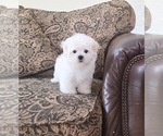 Small #1 Maltese