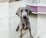 Small #8 Weimaraner