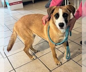 Mutt Dogs for adoption in Perry, GA, USA