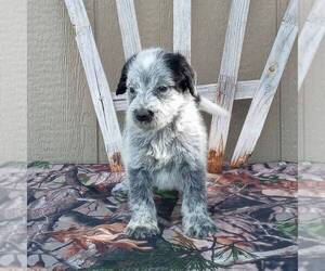 Australian Cattle Dog-Poodle (Standard) Mix Puppy for sale in CANAJOHARIE, NY, USA
