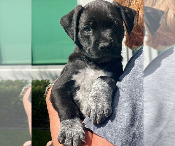 Medium Photo #2 Pointer-Unknown Mix Puppy For Sale in Dana Point, CA, USA