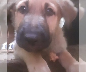 German Shepherd Dog-Great Pyrenees Mix Puppy for sale in CITY OF SPOKANE VALLEY, WA, USA