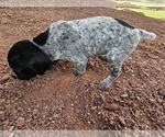 Small Photo #69 German Shorthaired Pointer Puppy For Sale in EVANSVILLE, WY, USA