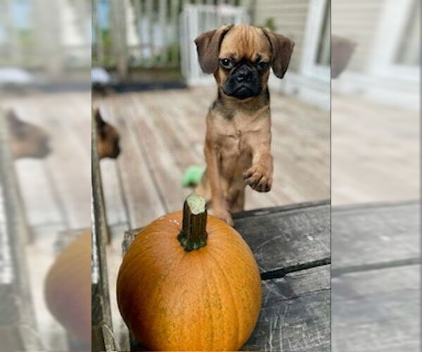 Medium Photo #2 Brussels Griffon Puppy For Sale in St. Louis Park, MN, USA