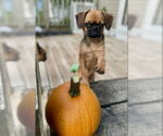 Small #1 Brussels Griffon