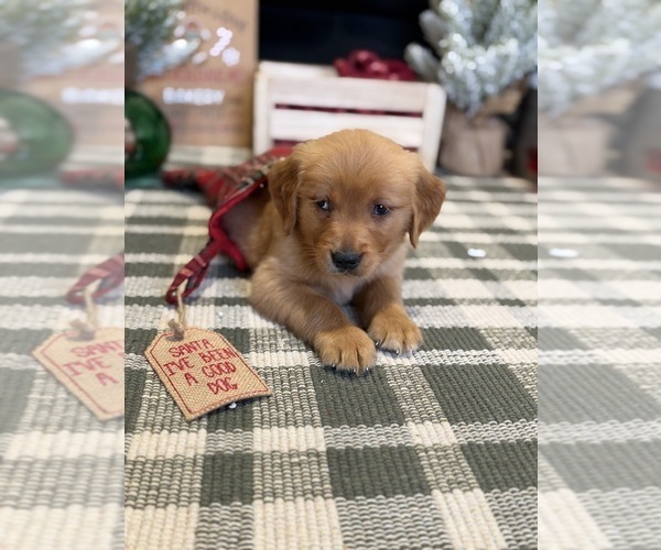 Medium Photo #47 Golden Retriever Puppy For Sale in LAKELAND, FL, USA