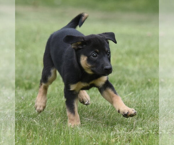 Medium Photo #4 Borador Puppy For Sale in Mechanicsburg, PA, USA