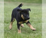 Small #3 Borador
