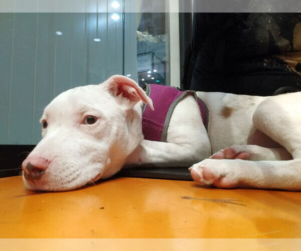 Medium Photo #3 Catahoula Leopard Dog-Unknown Mix Puppy For Sale in Sanford, FL, USA