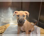 Small American Staffordshire Terrier