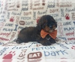 Small #3 Aussiedoodle Miniature 