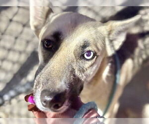 German Shepherd Dog Dogs for adoption in Tulsa, OK, USA