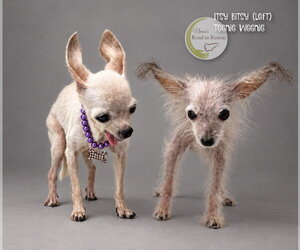 Itsy Bitsy and Teenie Weenie - Female Mutt Dog for Adoption - Photo #3