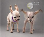 Small Photo #3 Mutt Puppy For Sale in Benton, LA, USA