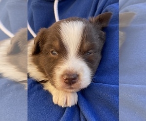 Australian Shepherd Puppy for sale in JURUPA VALLEY, CA, USA