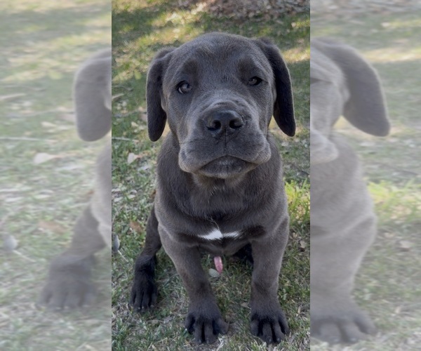 Medium Photo #8 Cane Corso Puppy For Sale in RIVERSIDE, CA, USA