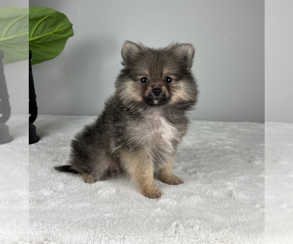 Medium Photo #1 Pomeranian Puppy For Sale in FRANKLIN, IN, USA