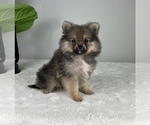 Small Photo #1 Pomeranian Puppy For Sale in FRANKLIN, IN, USA