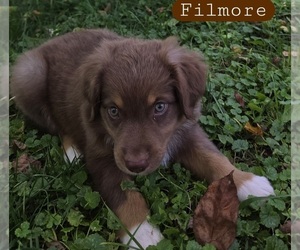 Miniature Australian Shepherd Puppy for sale in HOLTON, MI, USA