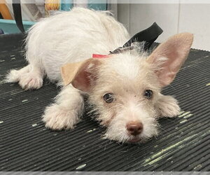 Ace - Male Chihuahua-Unknown Mix Dog for Adoption - Photo #3