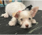 Small #2 Chihuahua Mix