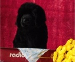 Small Photo #1 Newfoundland Puppy For Sale in CLARE, MI, USA