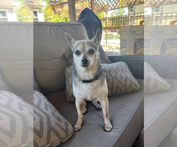 Medium Photo #5 Chihuahua-Unknown Mix Puppy For Sale in Escondido, CA, USA