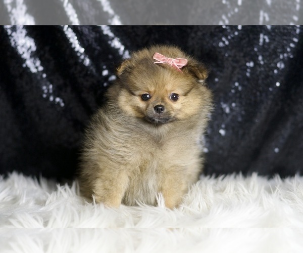 Medium Photo #6 Pomeranian Puppy For Sale in WARSAW, IN, USA