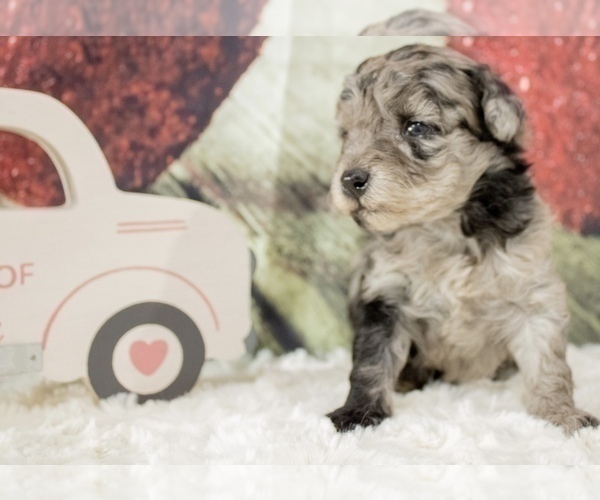 Medium Photo #1 Bernedoodle (Miniature) Puppy For Sale in UNIONVILLE, IA, USA