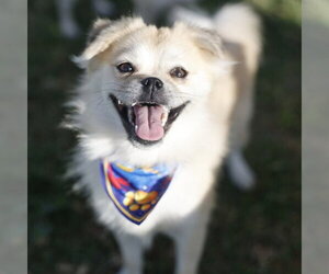 Pug-Unknown Mix Dogs for adoption in San Antonio, TX, USA