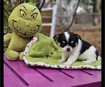 Puppy Puppy 2 Chihuahua