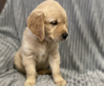 Small Photo #11 Golden Retriever Puppy For Sale in STRATFORD, OK, USA