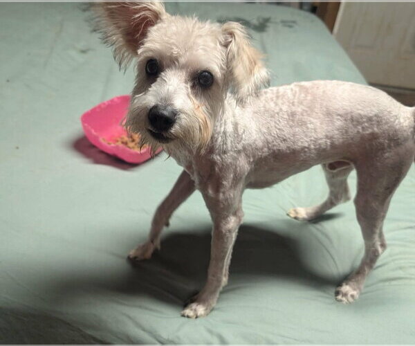 Medium Photo #4 Mutt Puppy For Sale in Grafton, WI, USA