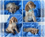 Small Photo #6 Golden Retriever Puppy For Sale in MURRIETA, CA, USA