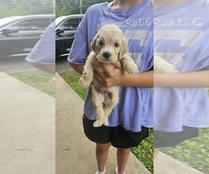 Medium Goldendoodle