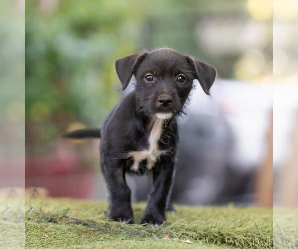 Medium Photo #4 Mutt Puppy For Sale in San Diego, CA, USA